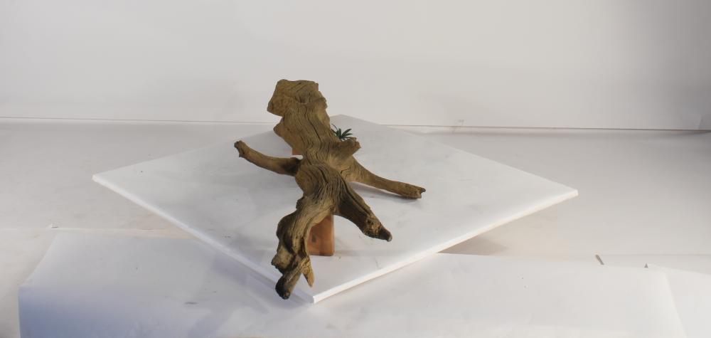 Photo of Floating Log 003 - Marquis Gardens