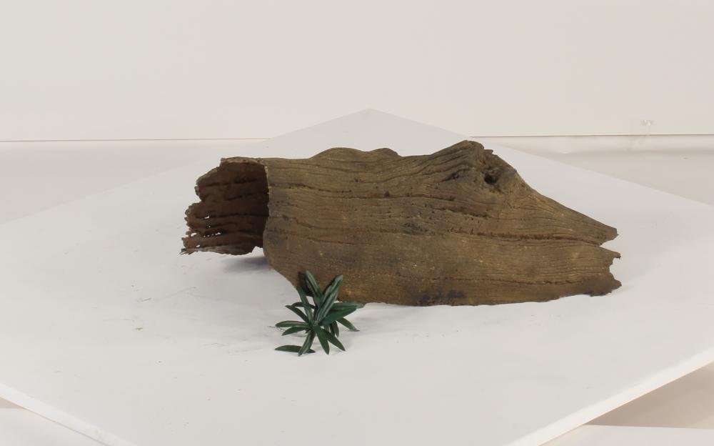 Photo of Floating Log 004 - Marquis Gardens
