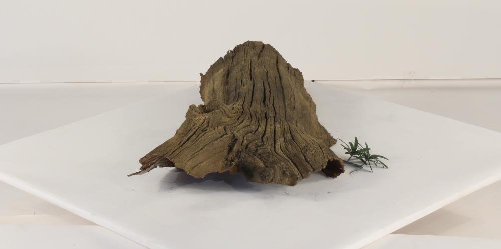 Photo of Floating Log 005 - Marquis Gardens