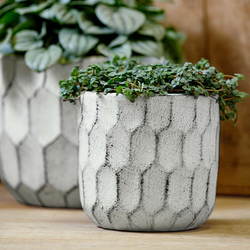 Photo of Campania Polygon Planter Set of 8 - Marquis Gardens