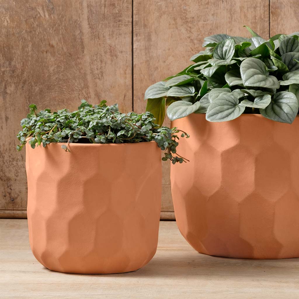 Photo of Campania Polygon Planter Set of 8 - Marquis Gardens