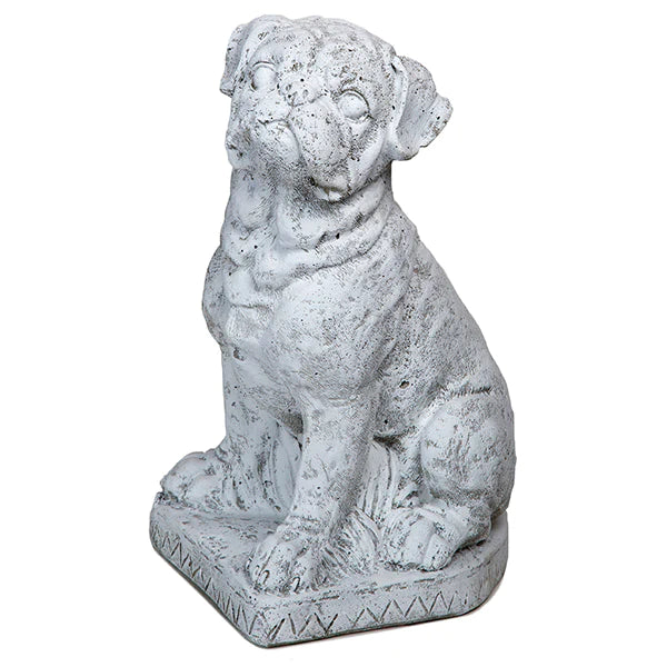 Photo of Boxer 16" - Marquis Gardens