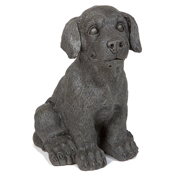 Photo of Small Dog - Marquis Gardens