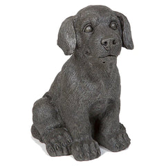 Photo of Small Dog - Marquis Gardens