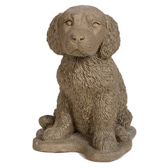 Photo of Retriever Pup - Marquis Gardens