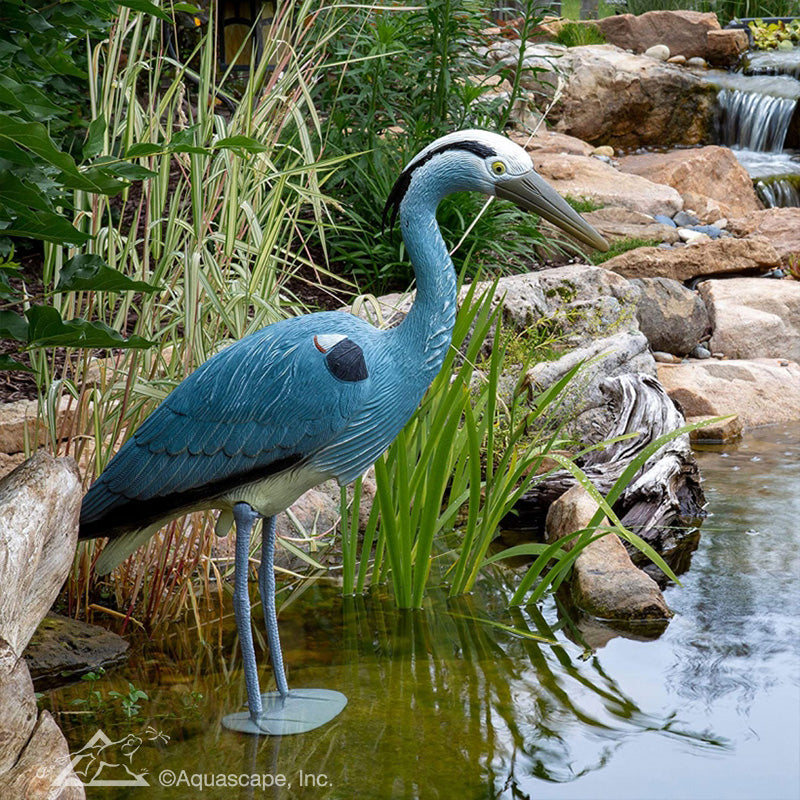 Photo of Aquascape Blue Heron Decoy  - Marquis Gardens