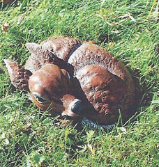 Photo of Little Laying Fawn - Marquis Gardens