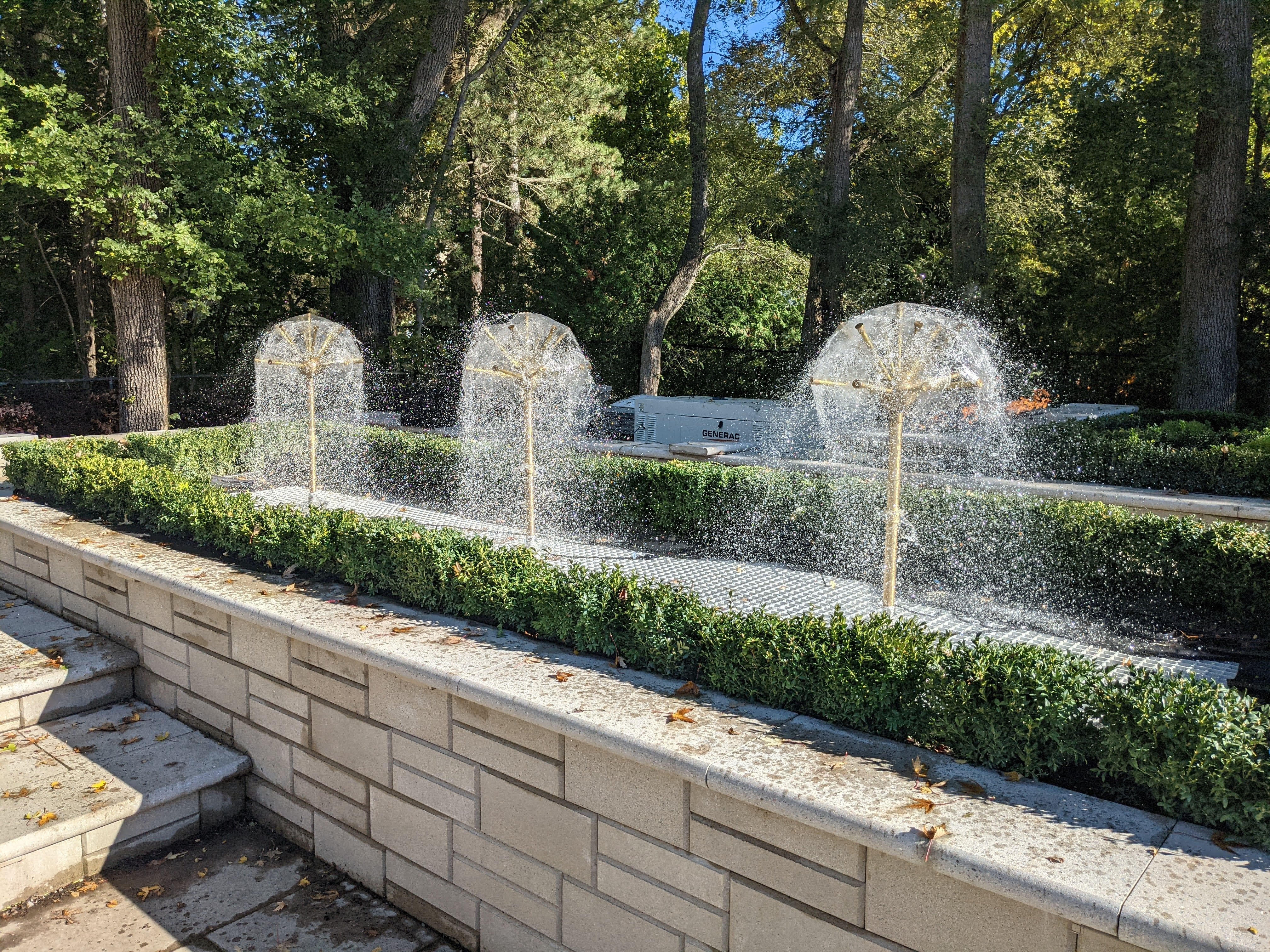 Photo of Dandelions - Marquis Gardens