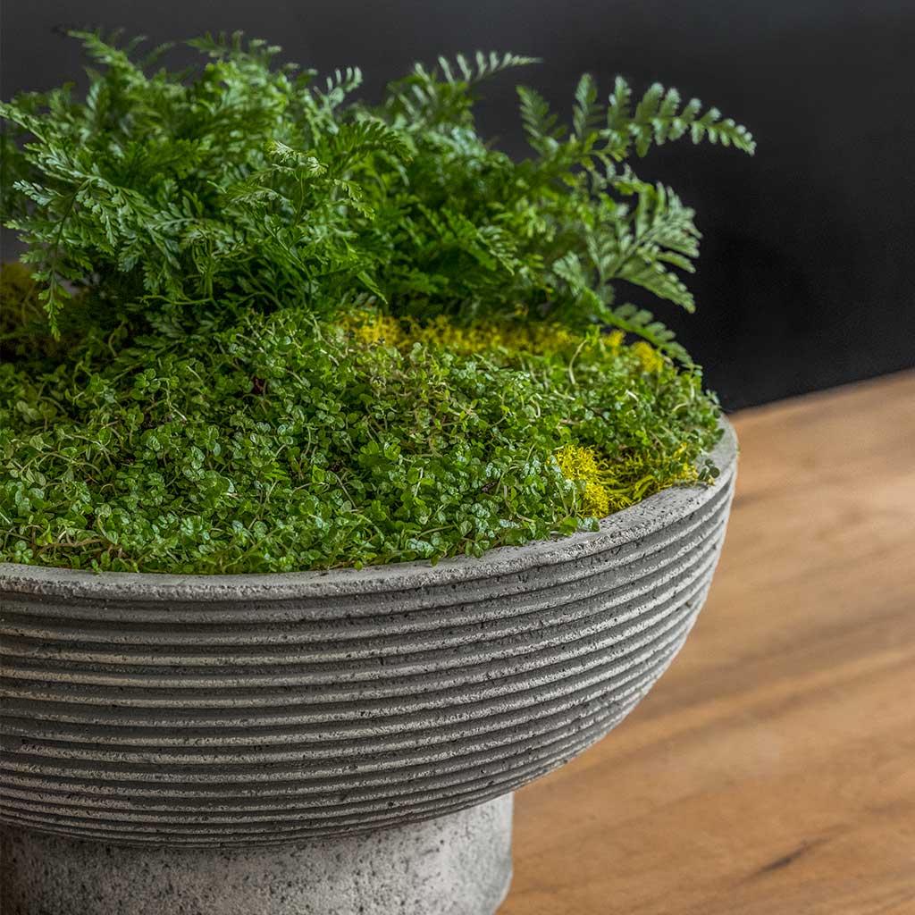 Photo of Campania Calistoga Bowl - Marquis Gardens