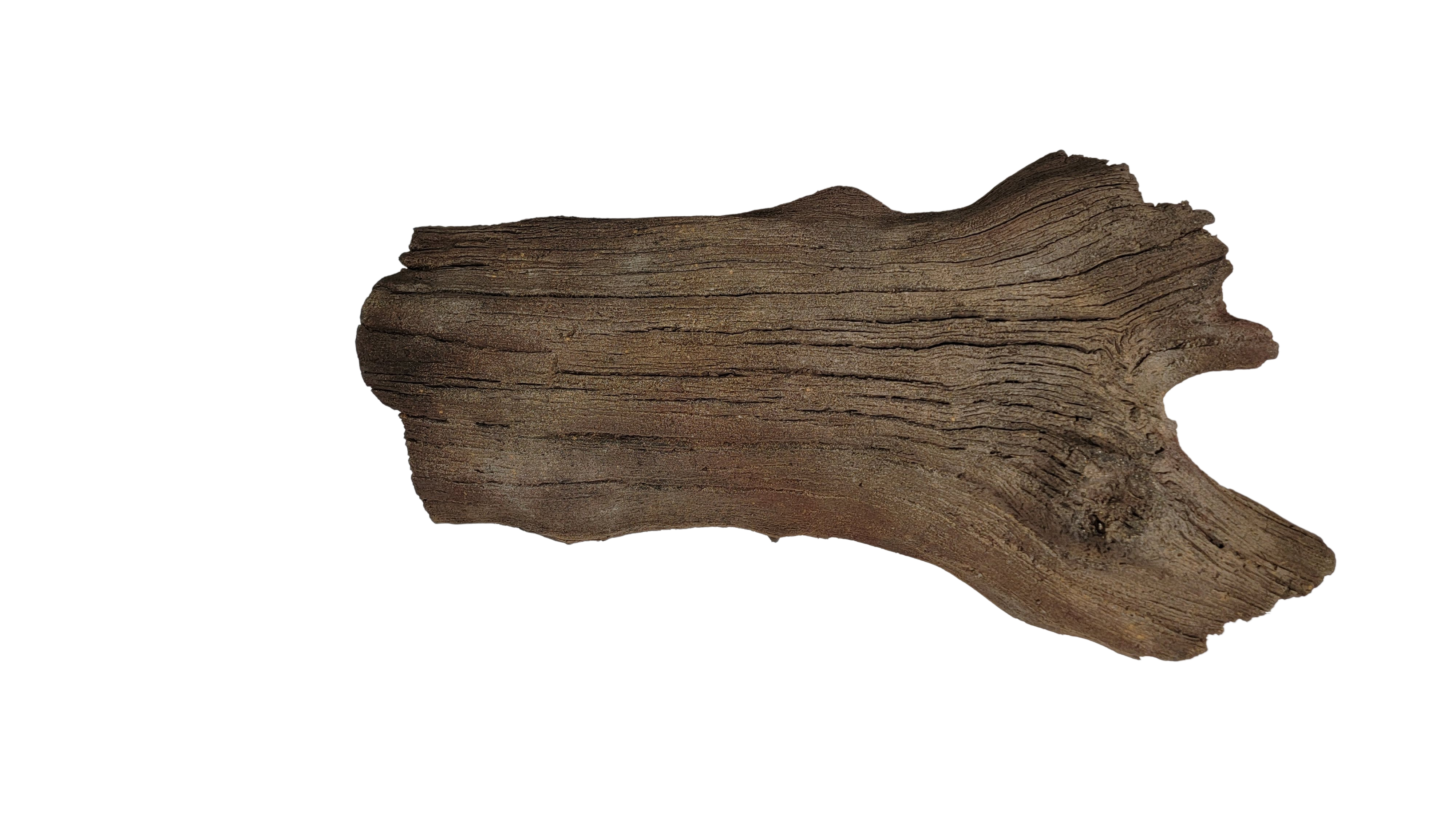 Photo of Sunken Log 001 - Marquis Gardens